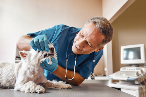 Best Dental Abscess Treatment in Oregon, WI